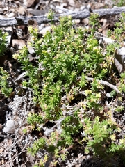 Galium hardhamiae