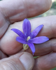 Brodiaea jolonensis