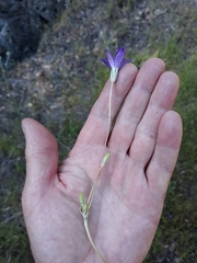 Brodiaea jolonensis