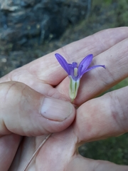 Brodiaea jolonensis