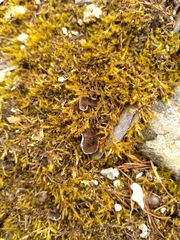 Peltigera lepidophora