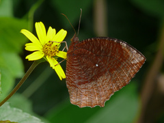 Elymnias hypermnestra