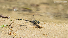 Paragomphus capricornis