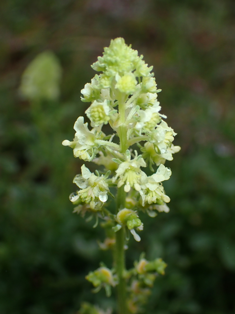 Wild Mignonette from County Durham, UK on 09 July, 2024 at 05:09 PM by ...