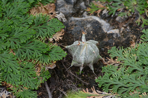 Astrophytum ornatum