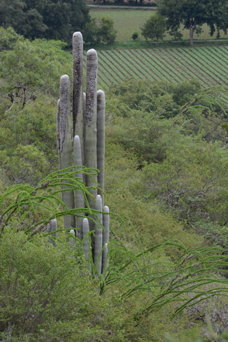 Image of Cephalocereus senilis by (c) Rosario, some rights reserved (CC BY)