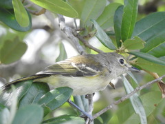 Vireo griseus