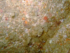 Crisularia plumosa