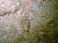 Crisularia plumosa