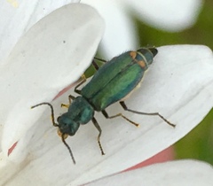 Cordylepherus viridis