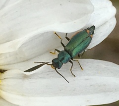Cordylepherus viridis