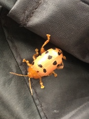 Podontia quatuordecimpunctata