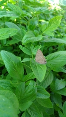 Rapala varuna formosana