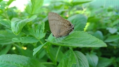 Rapala varuna formosana