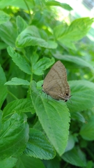 Rapala varuna formosana