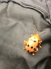 Podontia quatuordecimpunctata