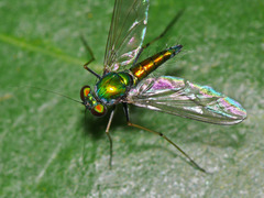Chrysosoma leucopogon