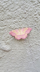 Rhodostrophia discopunctata