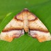 Straight-lined Plagodis Moth - Photo (c) David Kaposi, some rights reserved (CC BY-NC), uploaded by David Kaposi