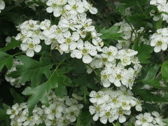 Crataegus pinnatifida