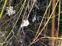Gentianella grisebachii