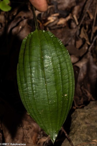 Eulophia analamerensis image
