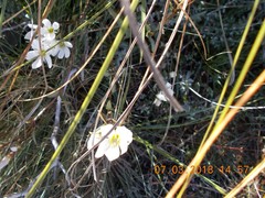 Gentianella grisebachii