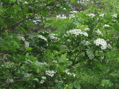 Crataegus pinnatifida