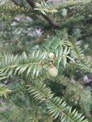 Torreya nucifera