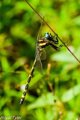 Cordulegaster obliqua