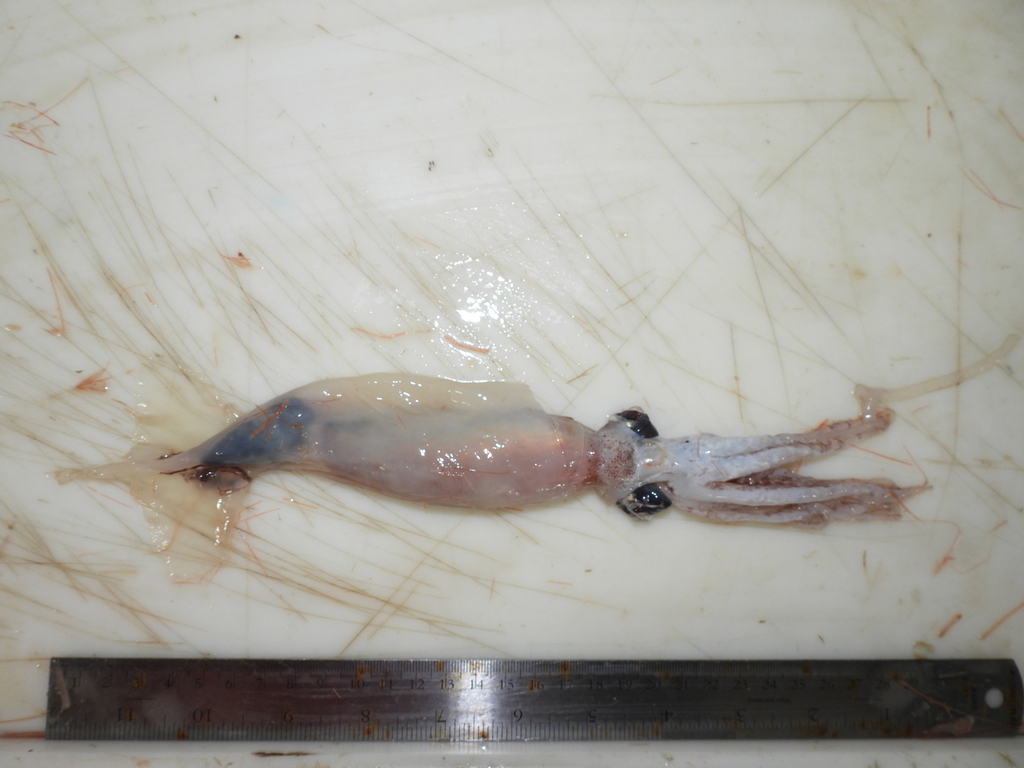 Boreoatlantic armhook squid