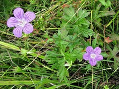 Geranium