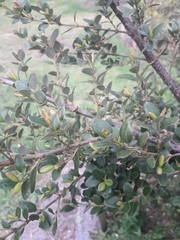 Eucryphia milliganii