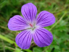 Geranium