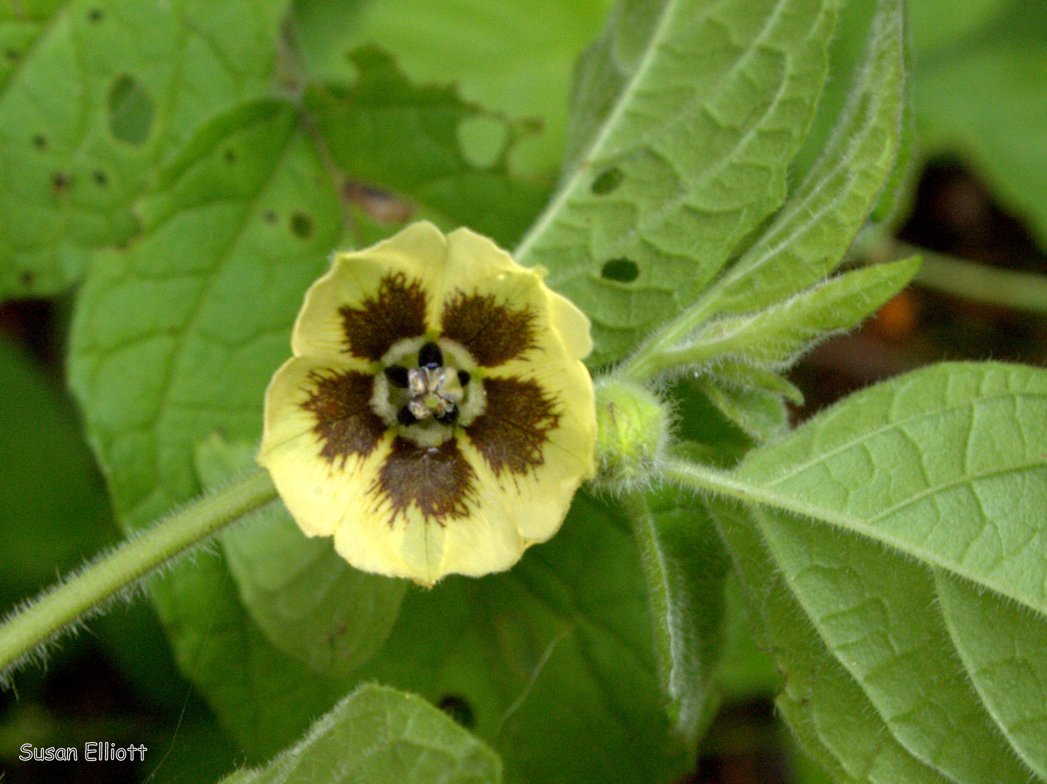 Physalis heterophylla
