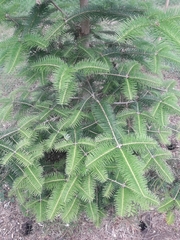 Abies recurvata