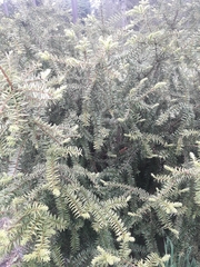 Pseudotaxus chienii