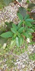 Croton chichenensis