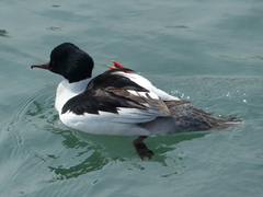 Mergus merganser