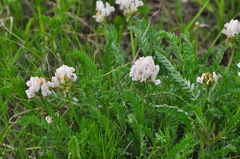 Oxytropis altaica