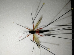 Tanyptera atrata
