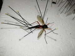 Tanyptera atrata