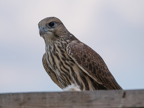 Halcón sacre (Falco cherrug)