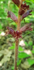 Orobanche laxissima
