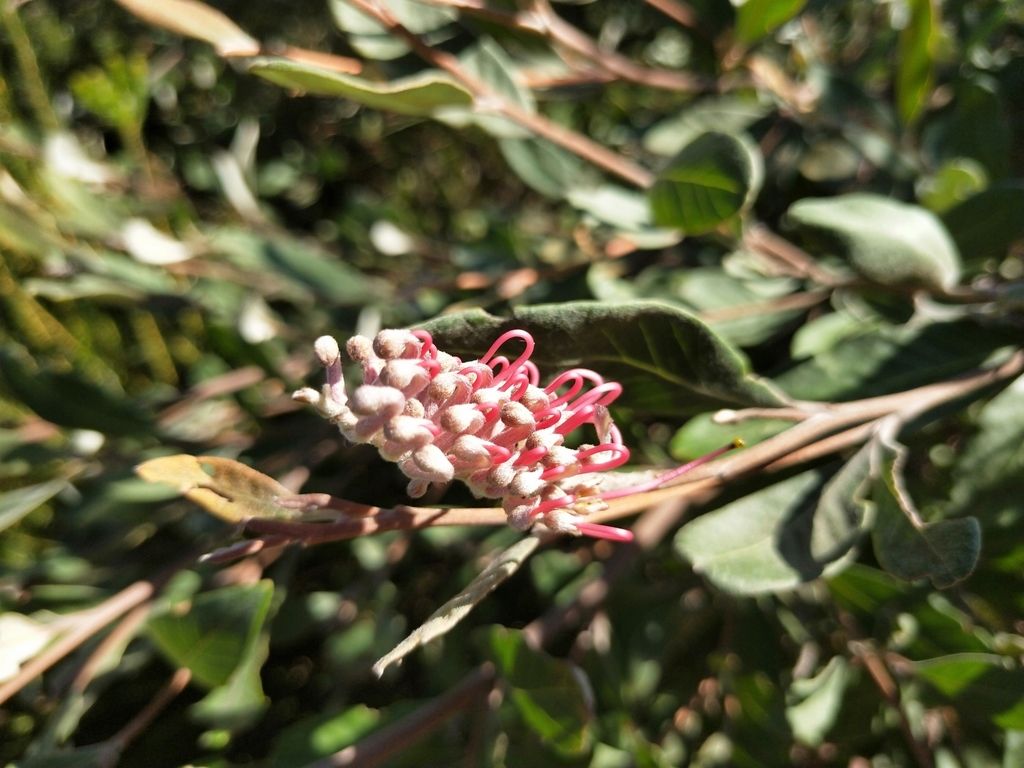 Grevillea macleayana