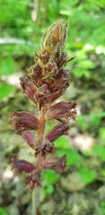 Orobanche laxissima