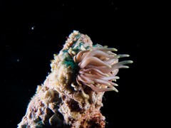 Phyllodesmium briareum