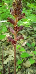 Orobanche laxissima