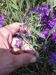 Legousia speculum-veneris