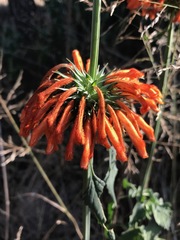 Leonotis